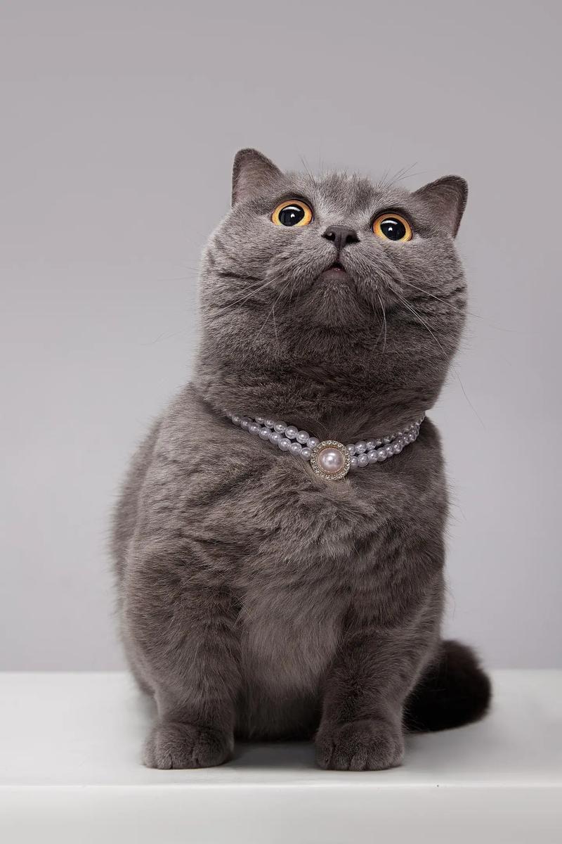 可爱的小猫咪